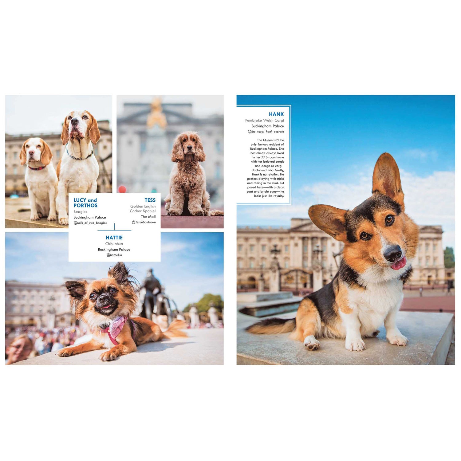 Canines of London Book by Bridget Davey 2