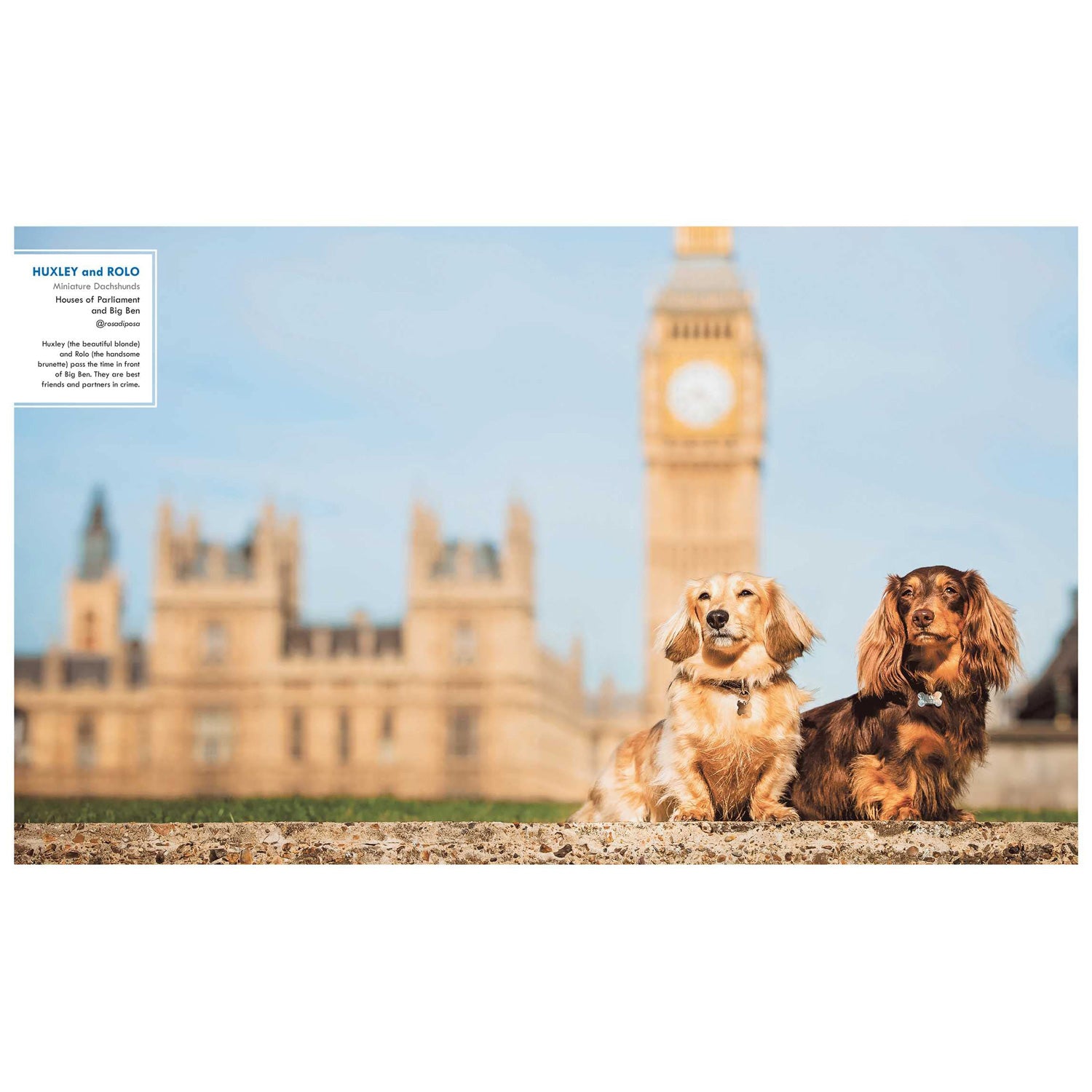 Canines of London Book by Bridget Davey 3